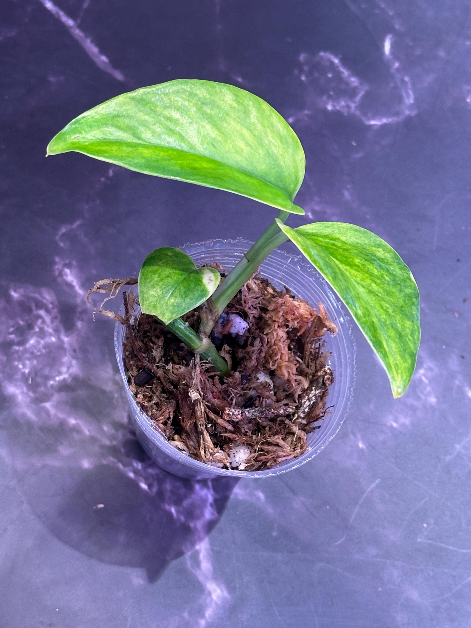 Teruno hahnahahna pothos epipremnum exact plant