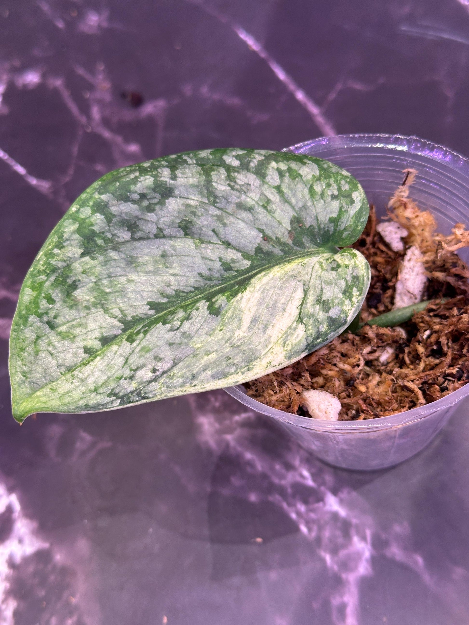 Halimoon scindapsus variegated silver cloud exact plant