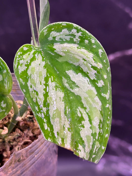 Army tricolor scindapsus exact plant lightly rooted cutting