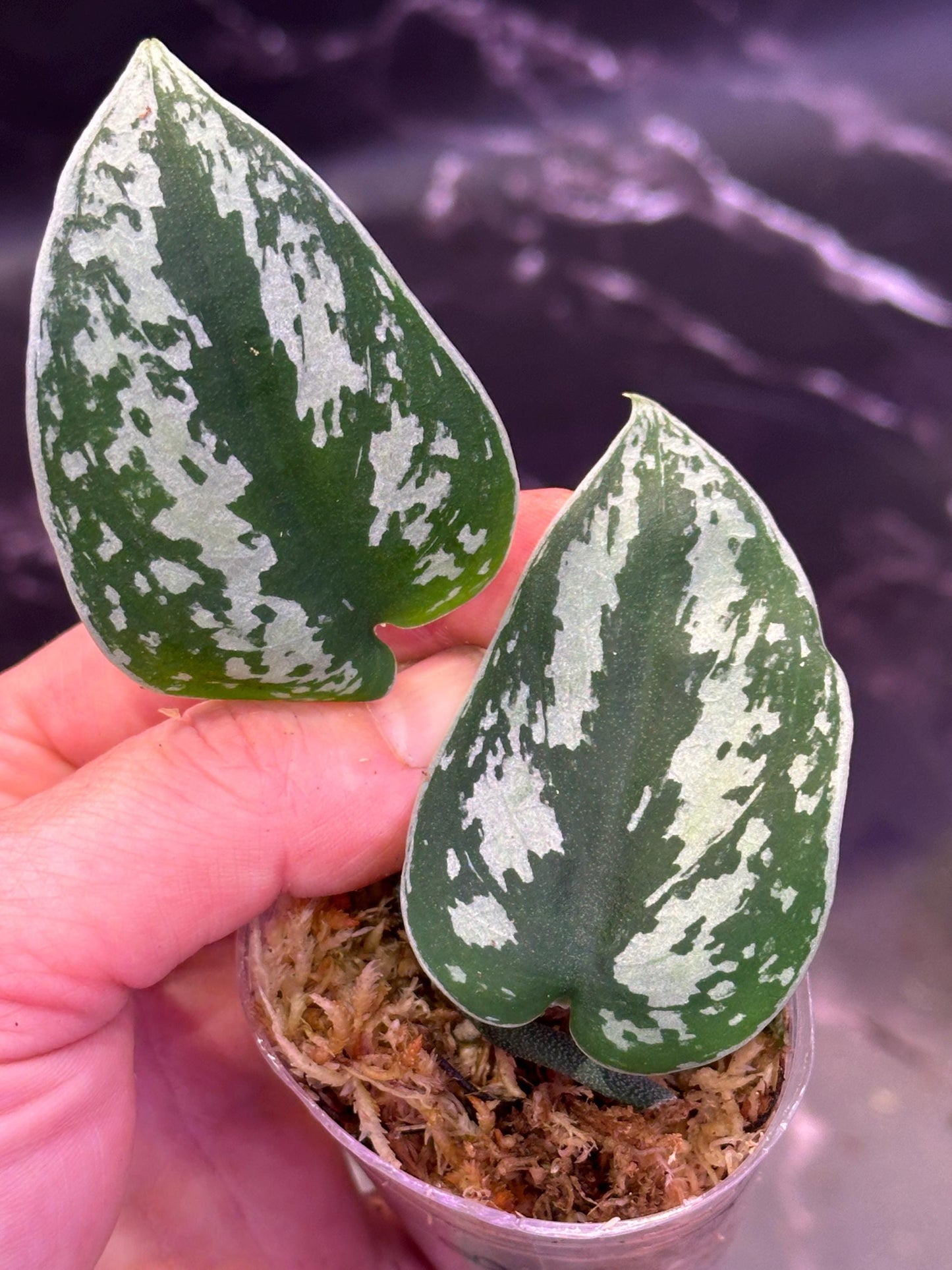 Variegated jade satin marble scindapsus exact plant