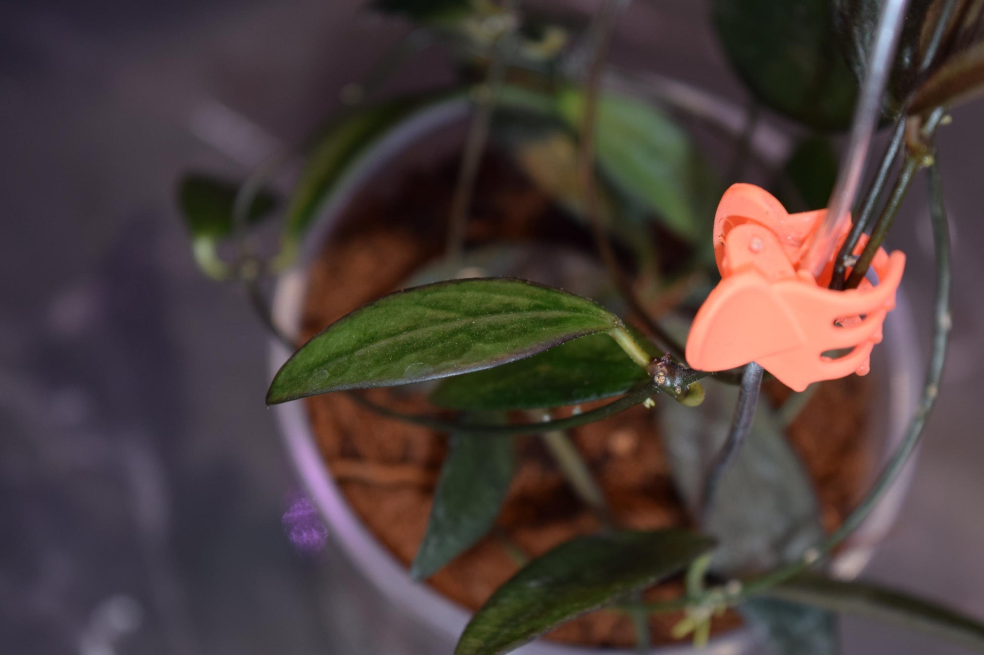 Hoya sunrise unrooted cutting