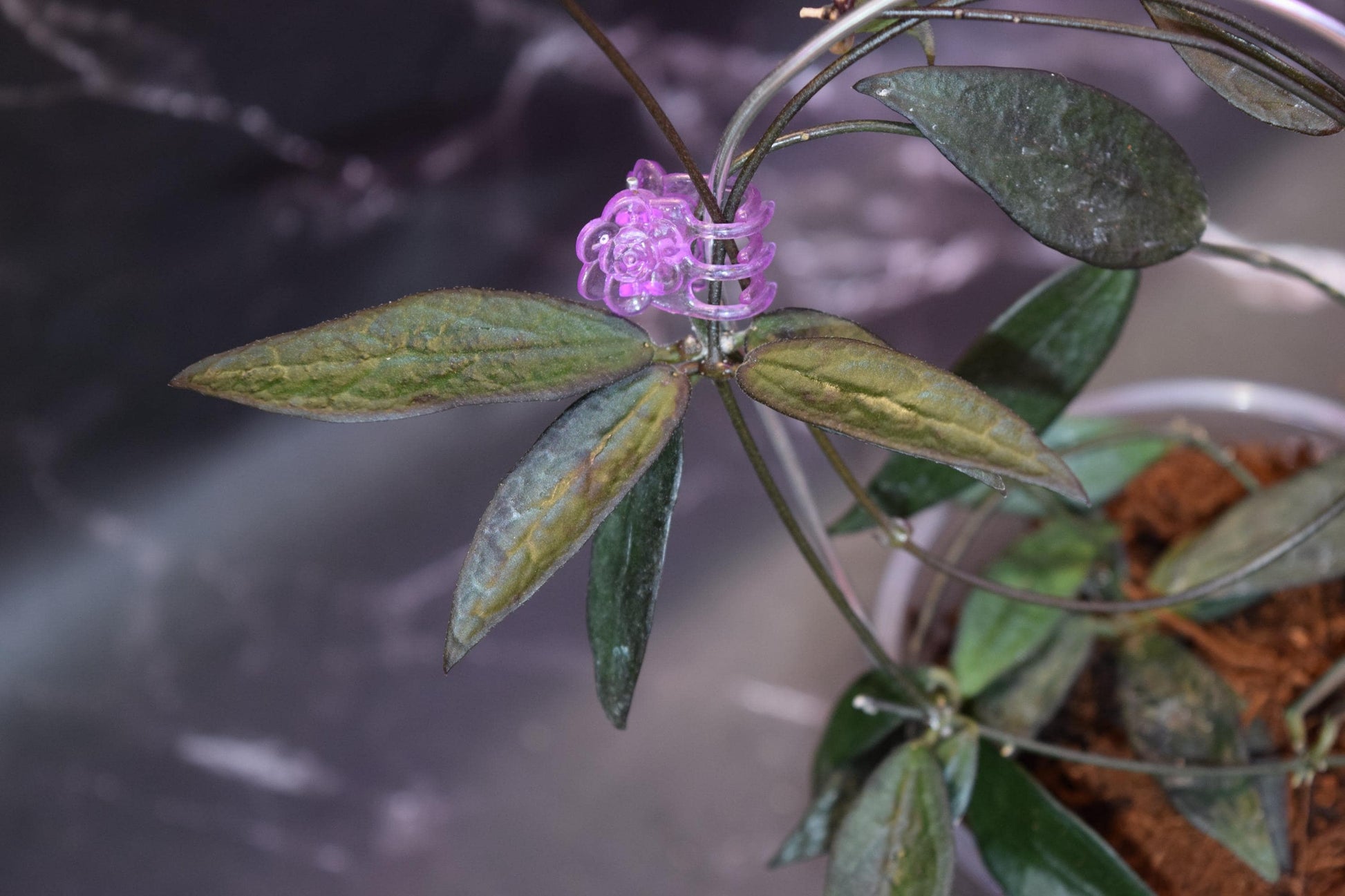 Hoya sunrise unrooted cutting