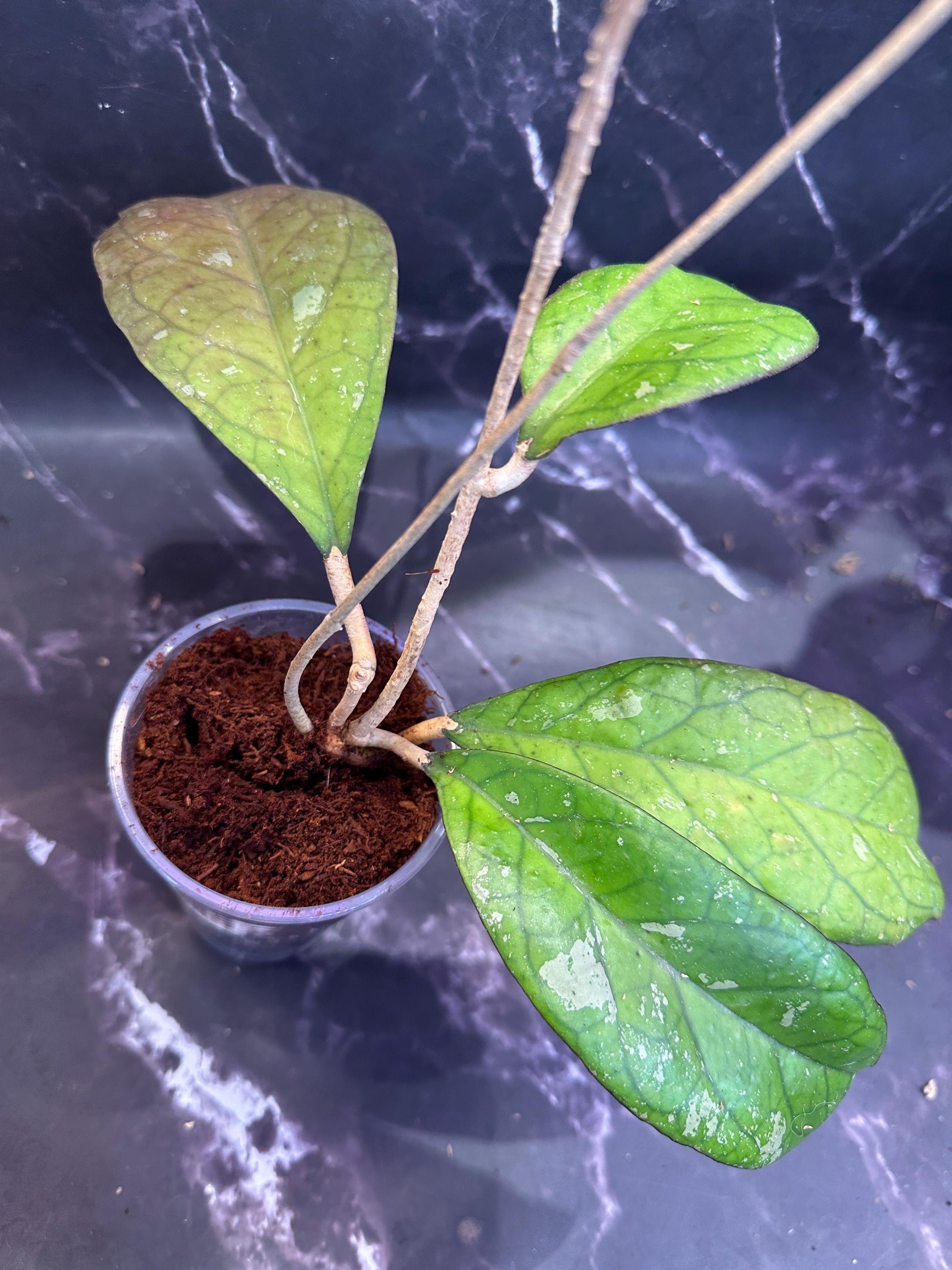 Hoya lattifolia Sarawak pink unrooted cutting