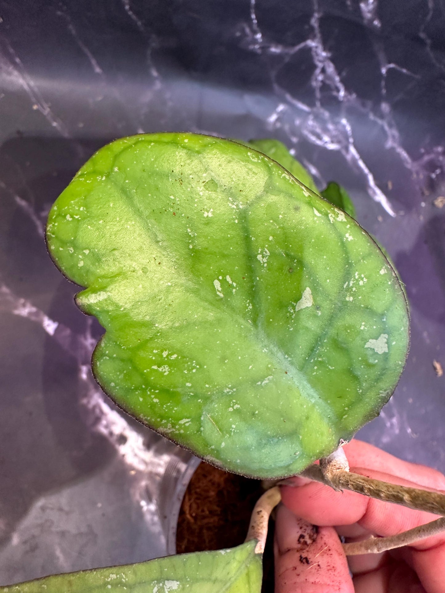 Hoya lattifolia Sarawak pink unrooted cutting