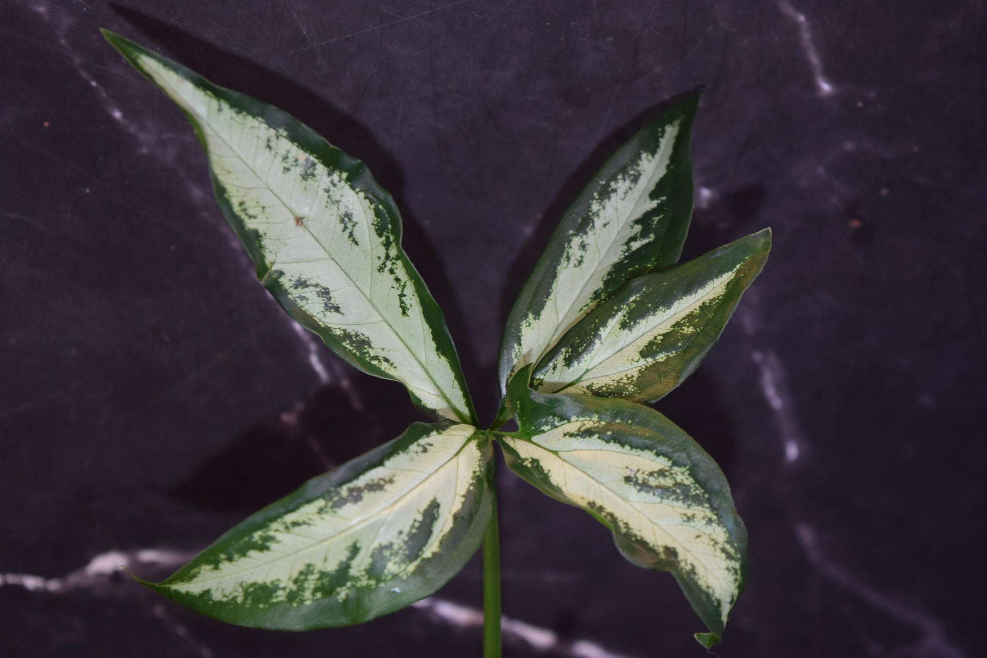 Pink fleck syngonium