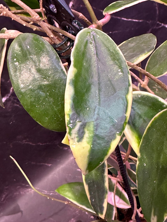 Hoya patella pink unrooted cuttings