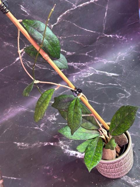 Hoya finlaysonii unrooted cutting