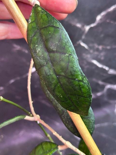 Hoya finlaysonii unrooted cutting