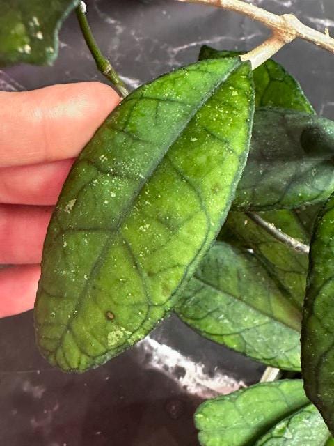 Hoya finlaysonii unrooted cutting