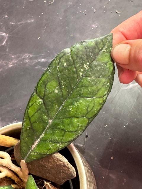 Hoya finlaysonii unrooted cutting