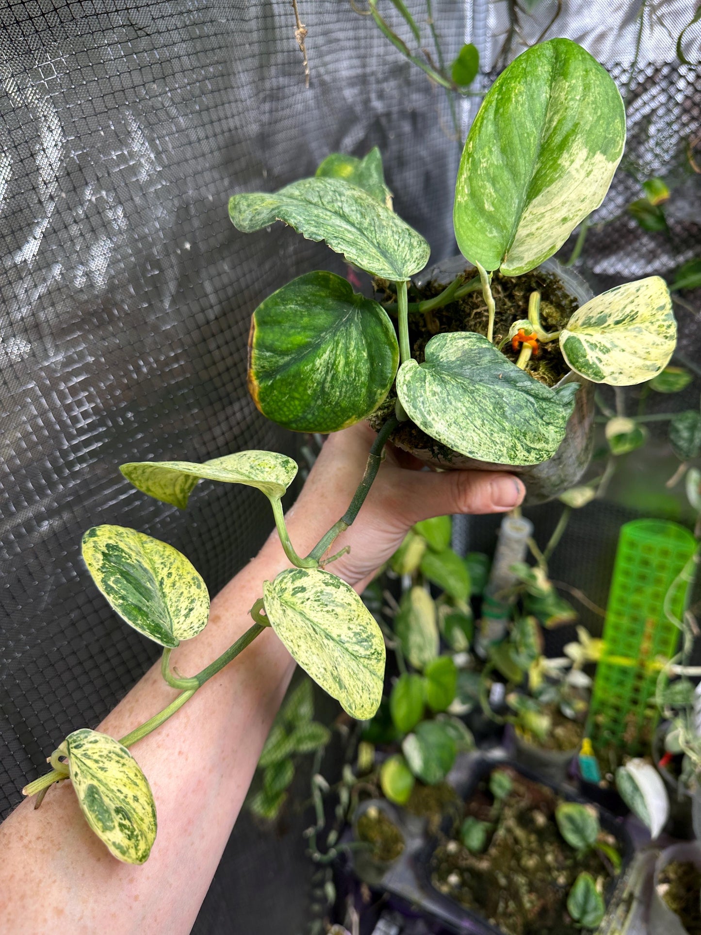 Variegated Salaka scindapsus exact plant (variegated jade satin mutation)