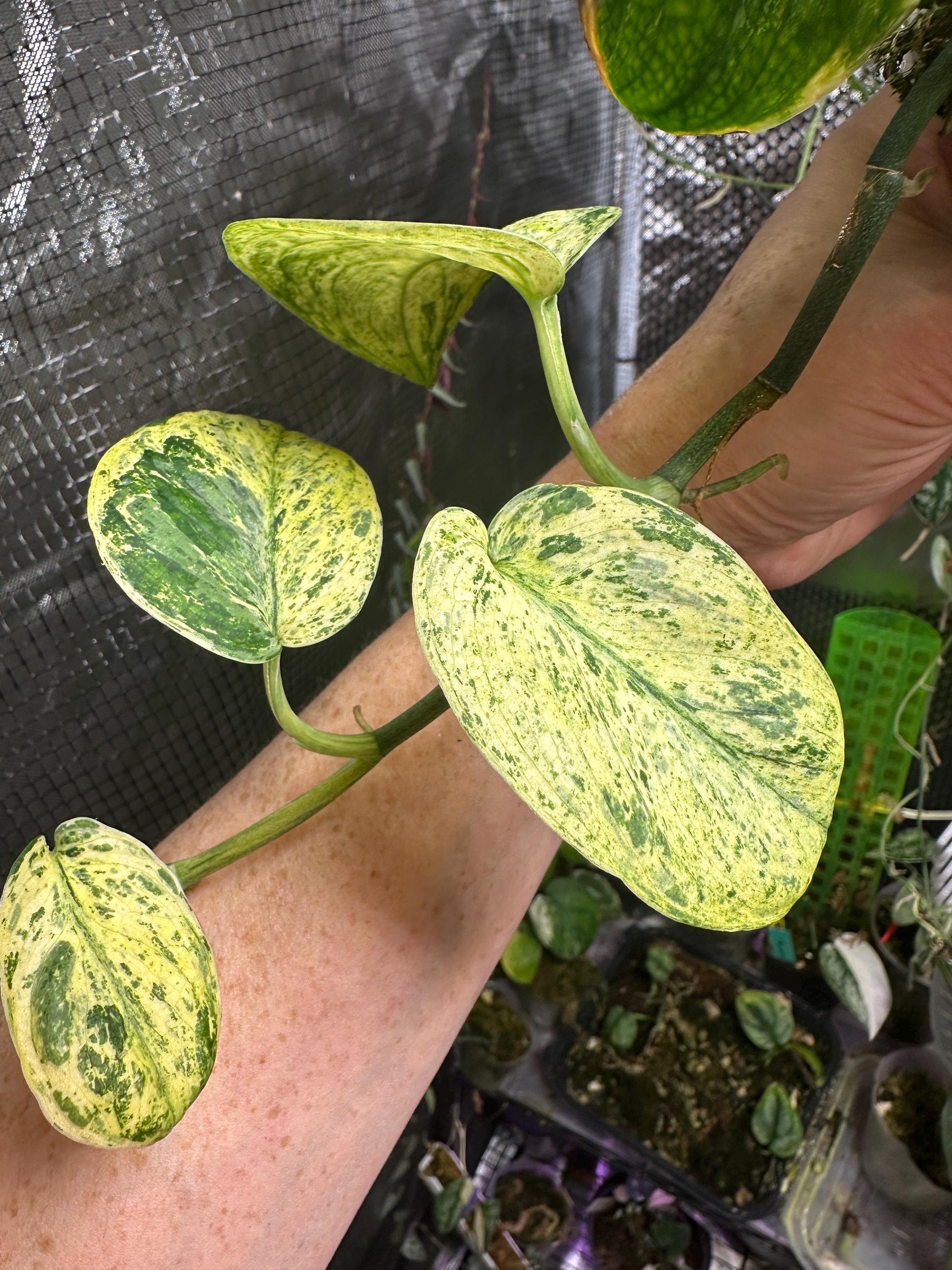 Variegated Salaka scindapsus exact plant (variegated jade satin mutation)