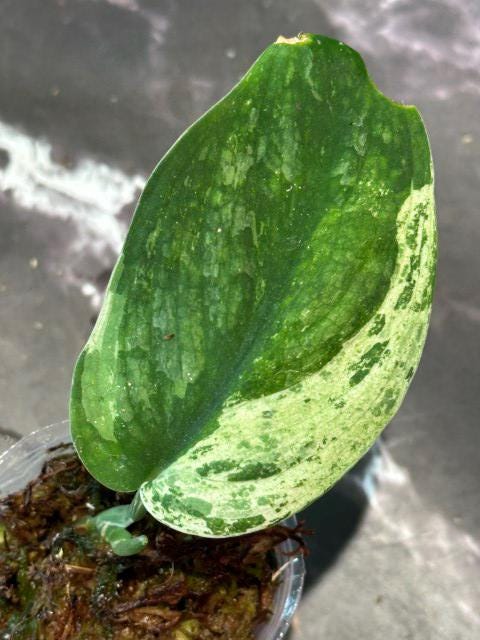 Halimoon scindapsus variegated dark cloud exact plant