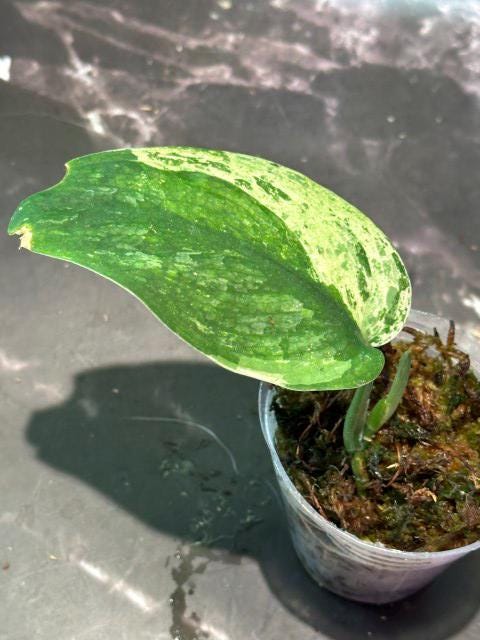 Halimoon scindapsus variegated dark cloud exact plant