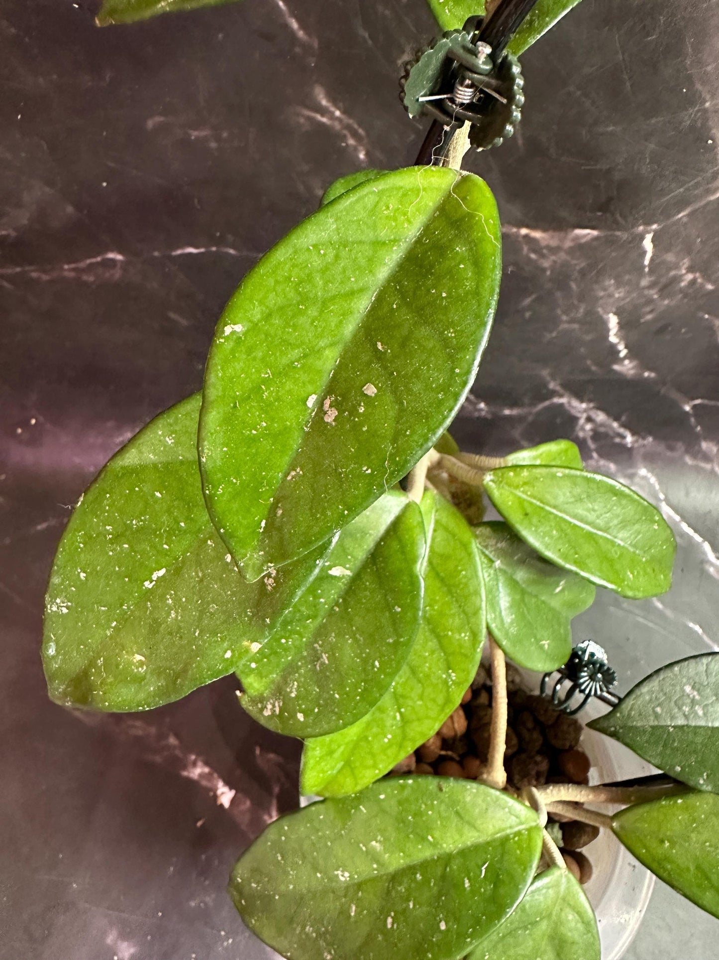 Hoya Jenny unrooted cutting