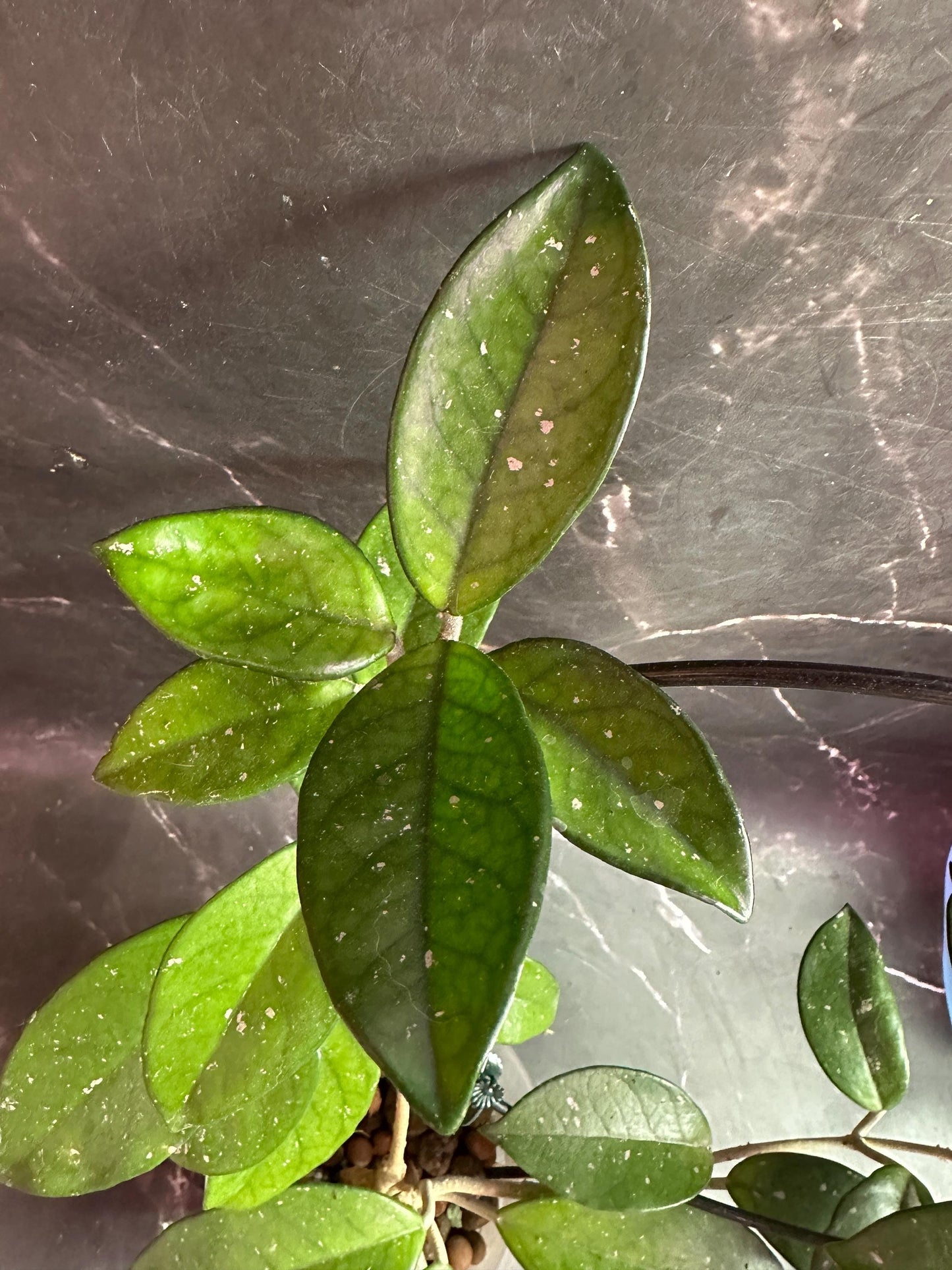 Hoya Jenny unrooted cutting