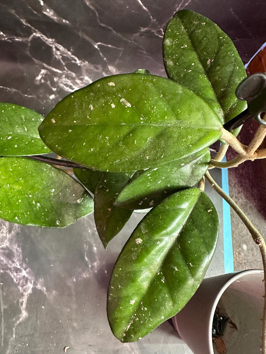 Hoya Jenny unrooted cutting