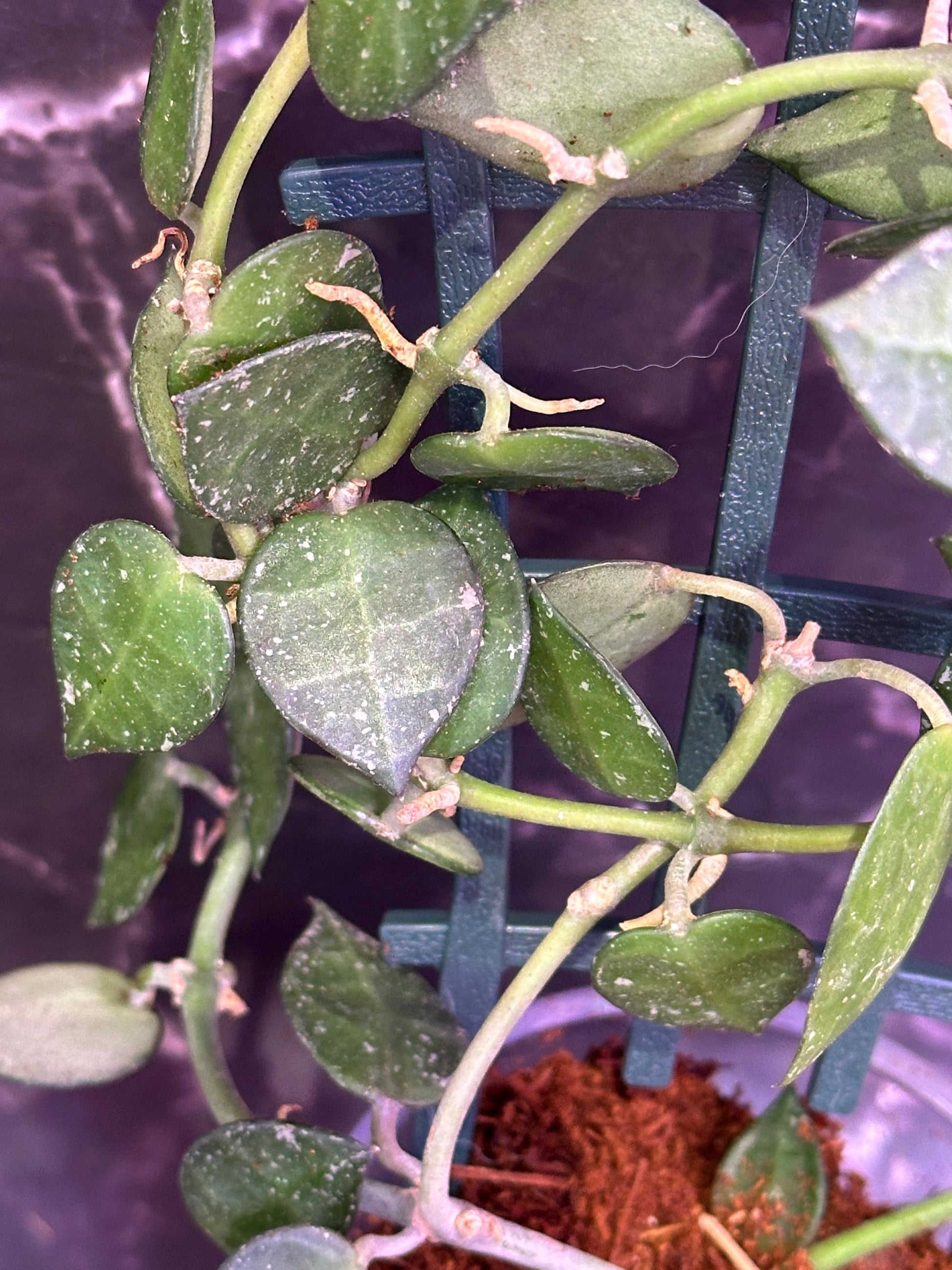 Hoya lima splash unrooted cutting