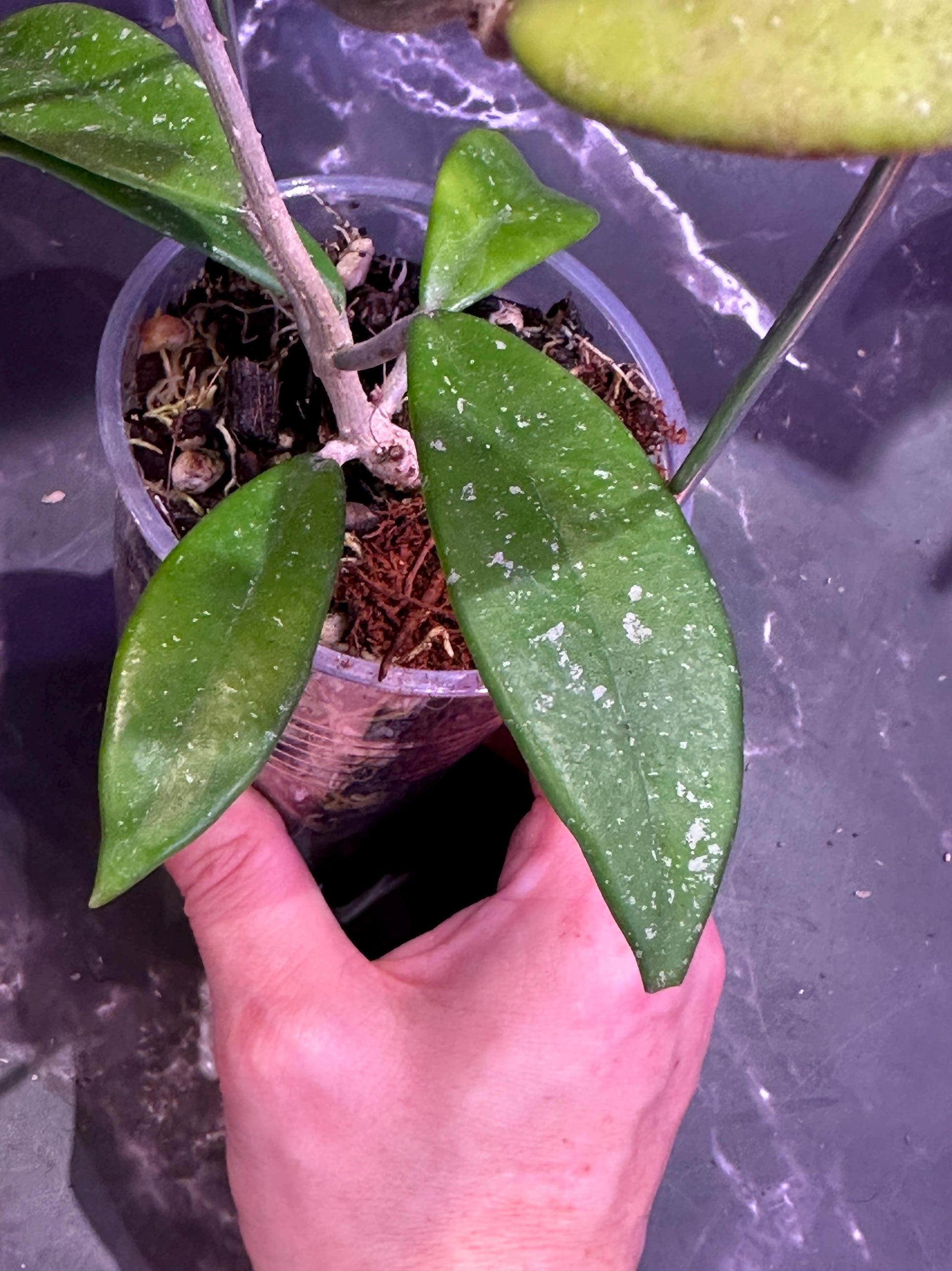 Hoya walliniana unrooted cutting