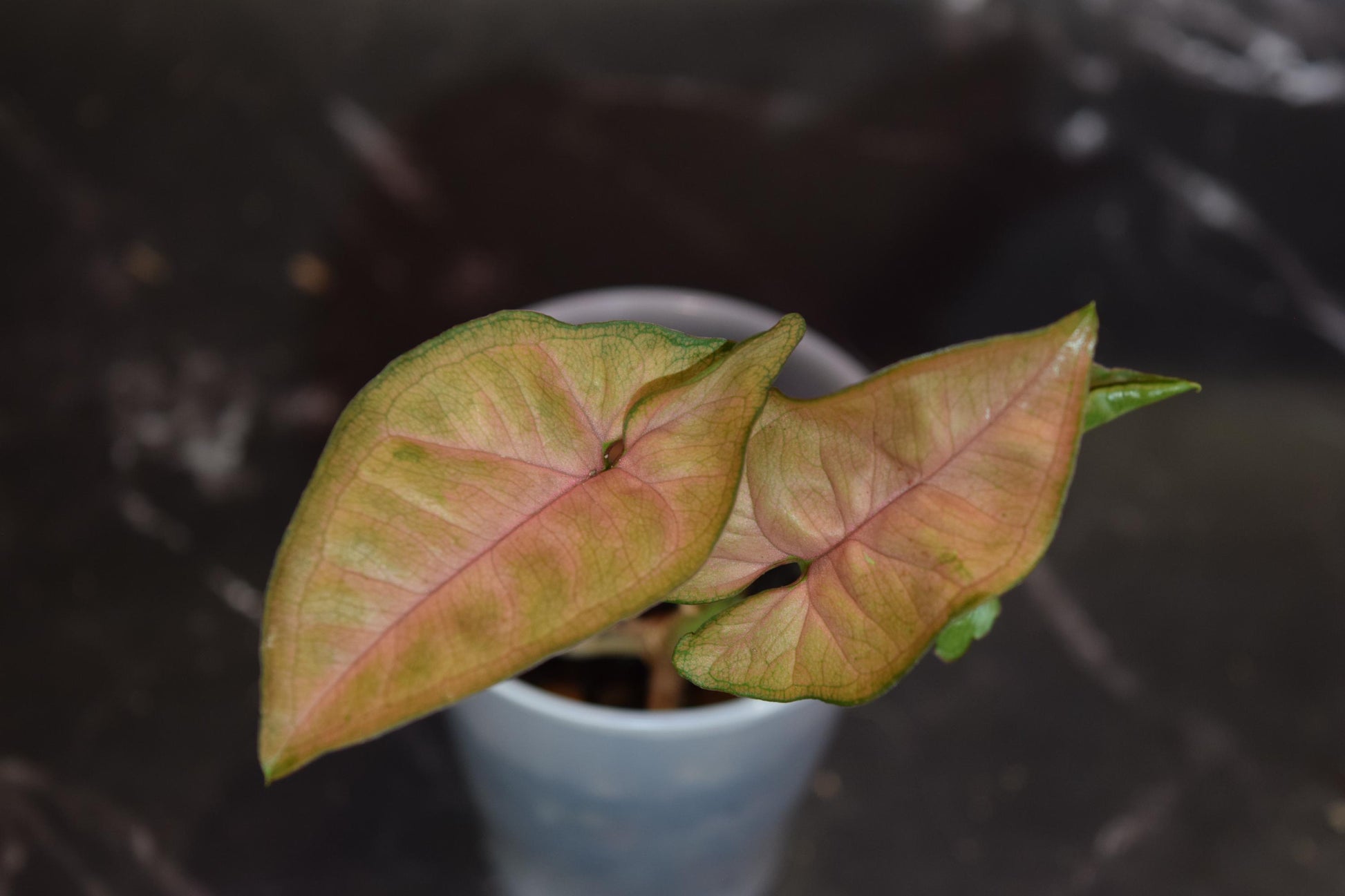 Regina red syngonium rare syngonium exact plant