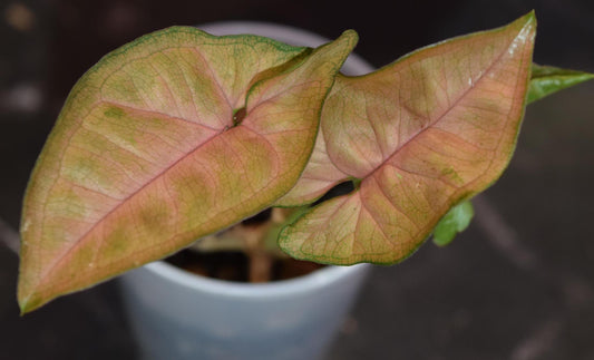 Regina red syngonium rare syngonium exact plant