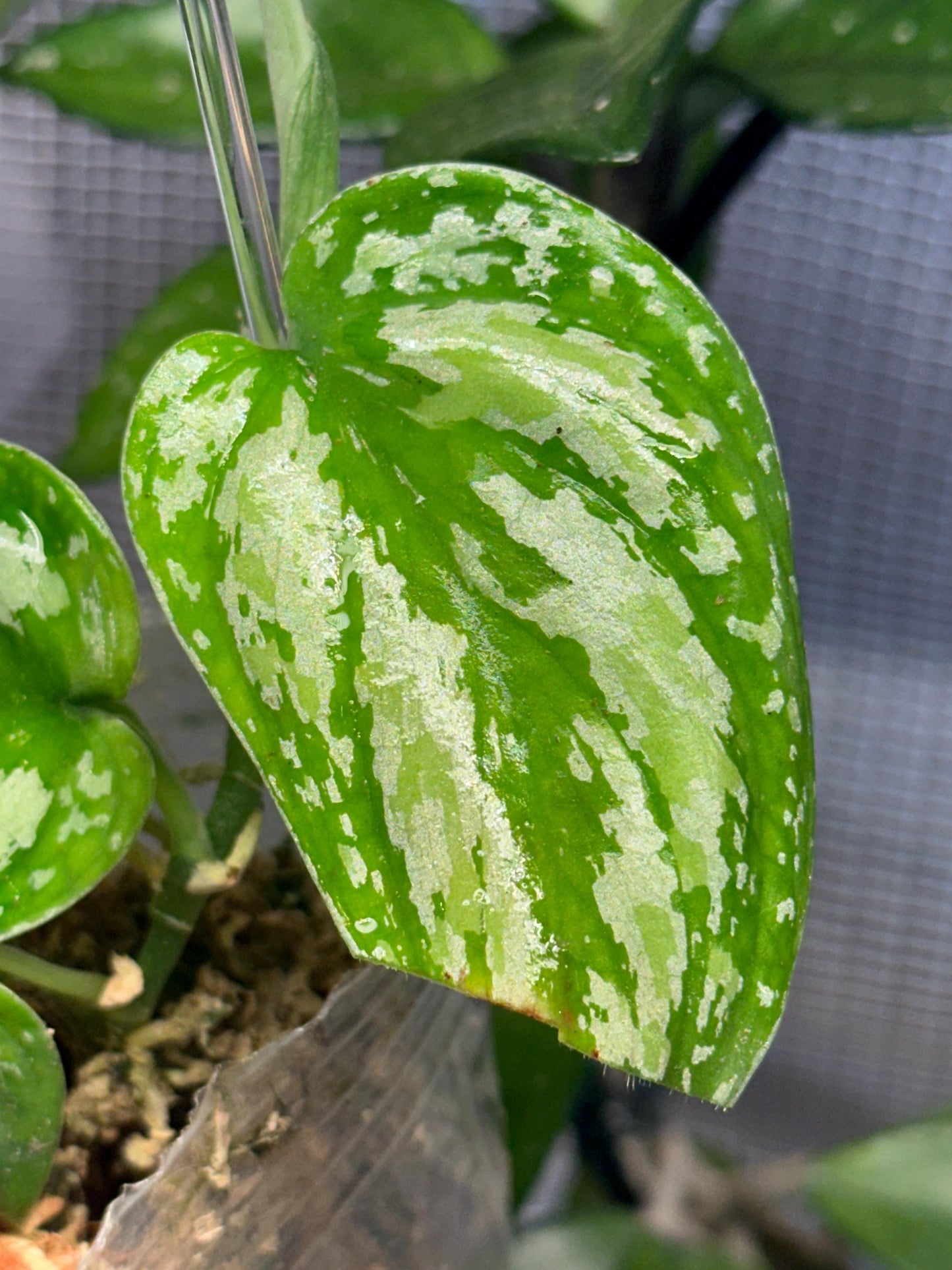 Army tricolor scindapsus exact plant lightly rooted cutting