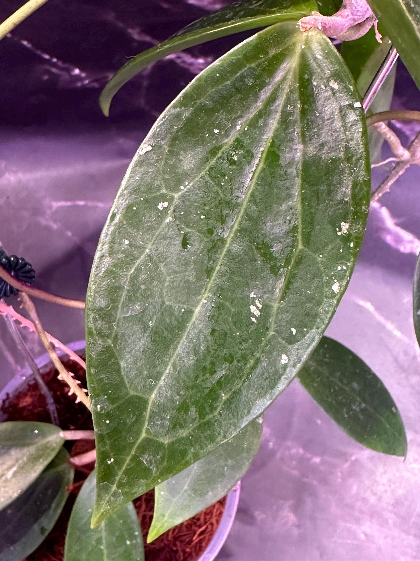 Hoya danumensis unrooted cutting