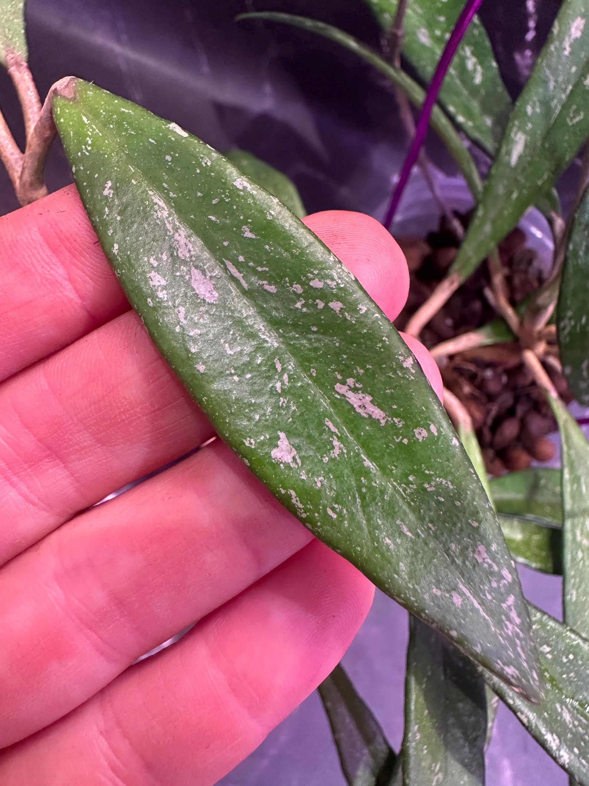 Hoya dennisii rooted cutting