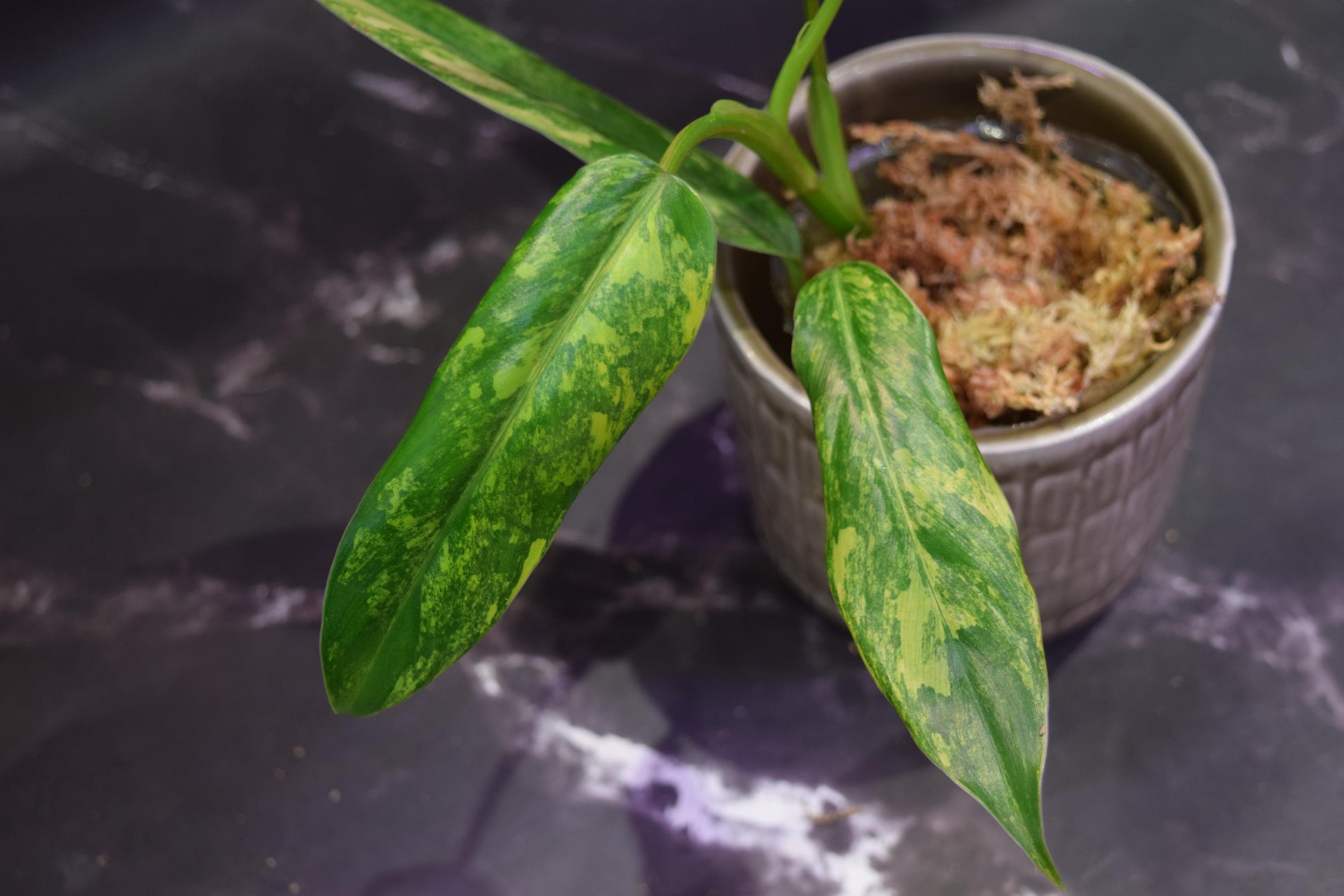 Hoya Rebecca unrooted cutting