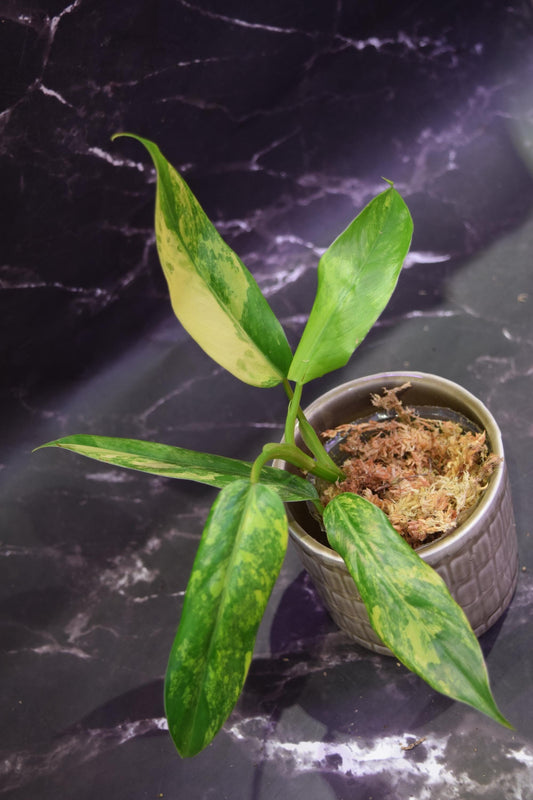 Hoya Rebecca unrooted cutting