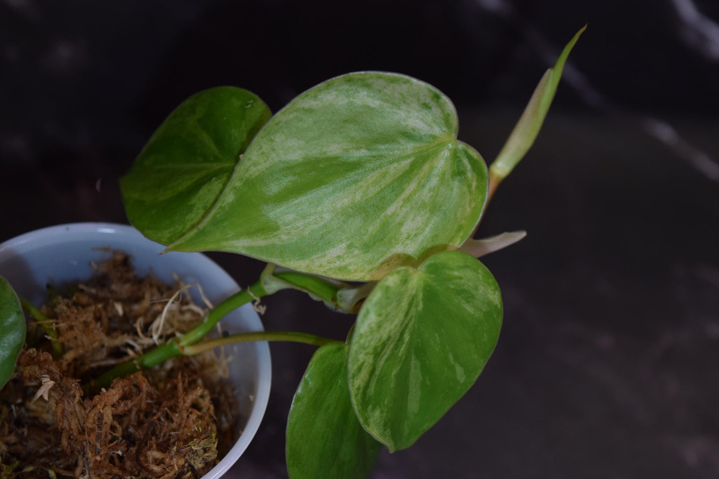 variegated heartleaf philodendron exact plant