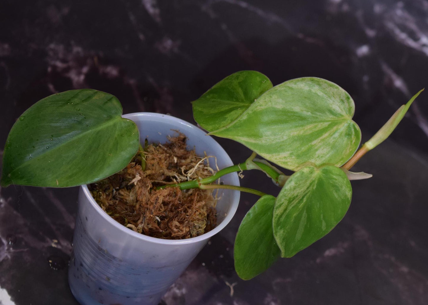 variegated heartleaf philodendron exact plant