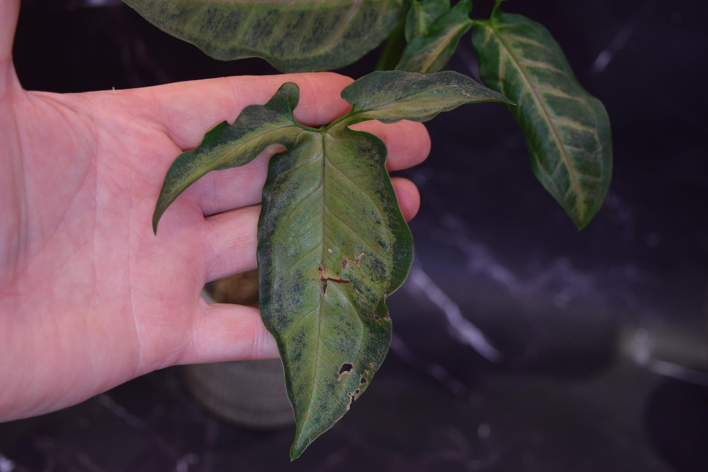 Black pink syngonium rare large syngonium exact plant