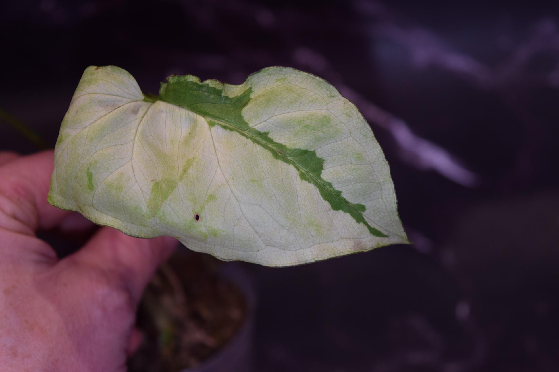 Green beauty syngonium exact plant