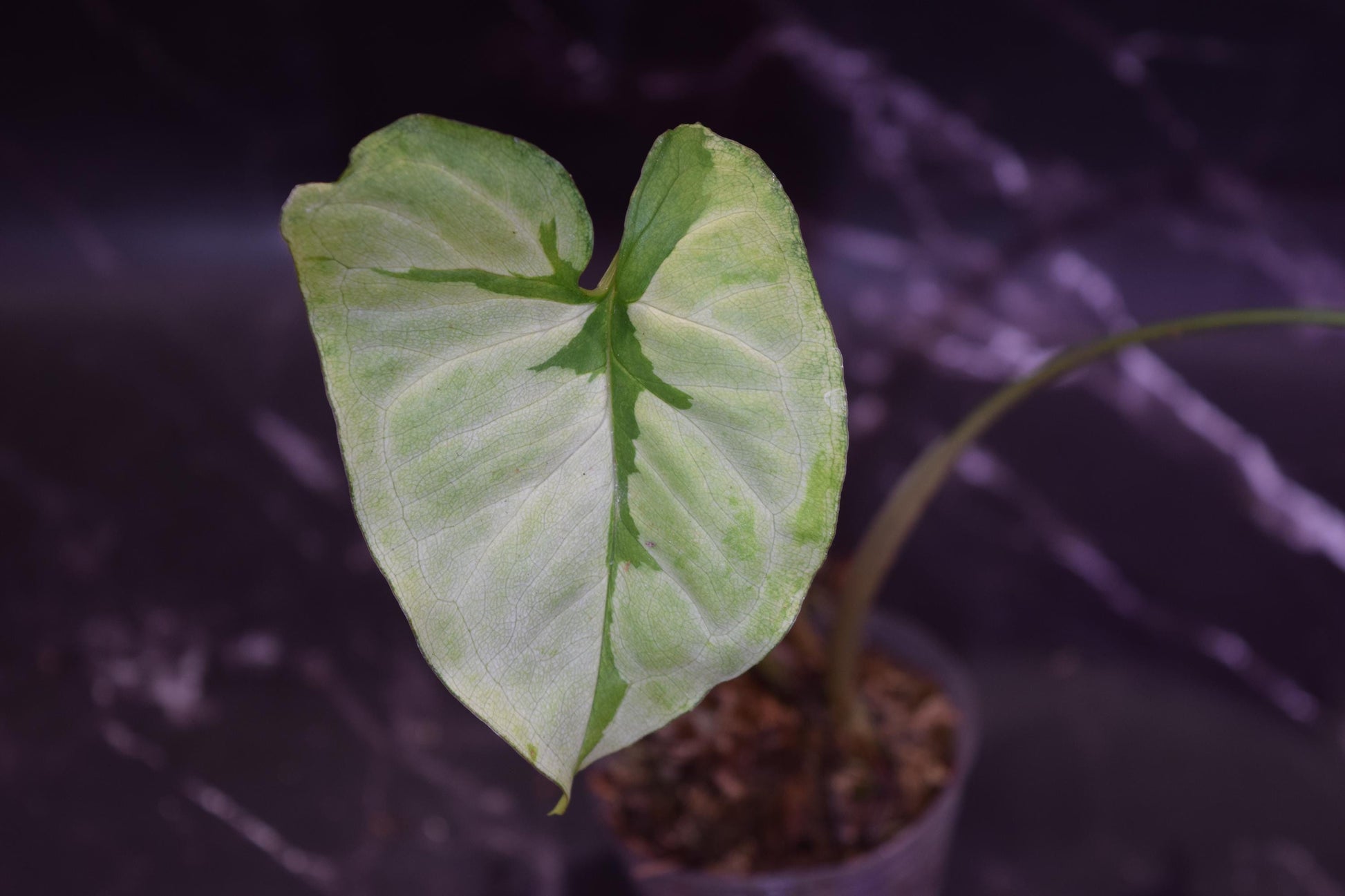 Green beauty syngonium exact plant