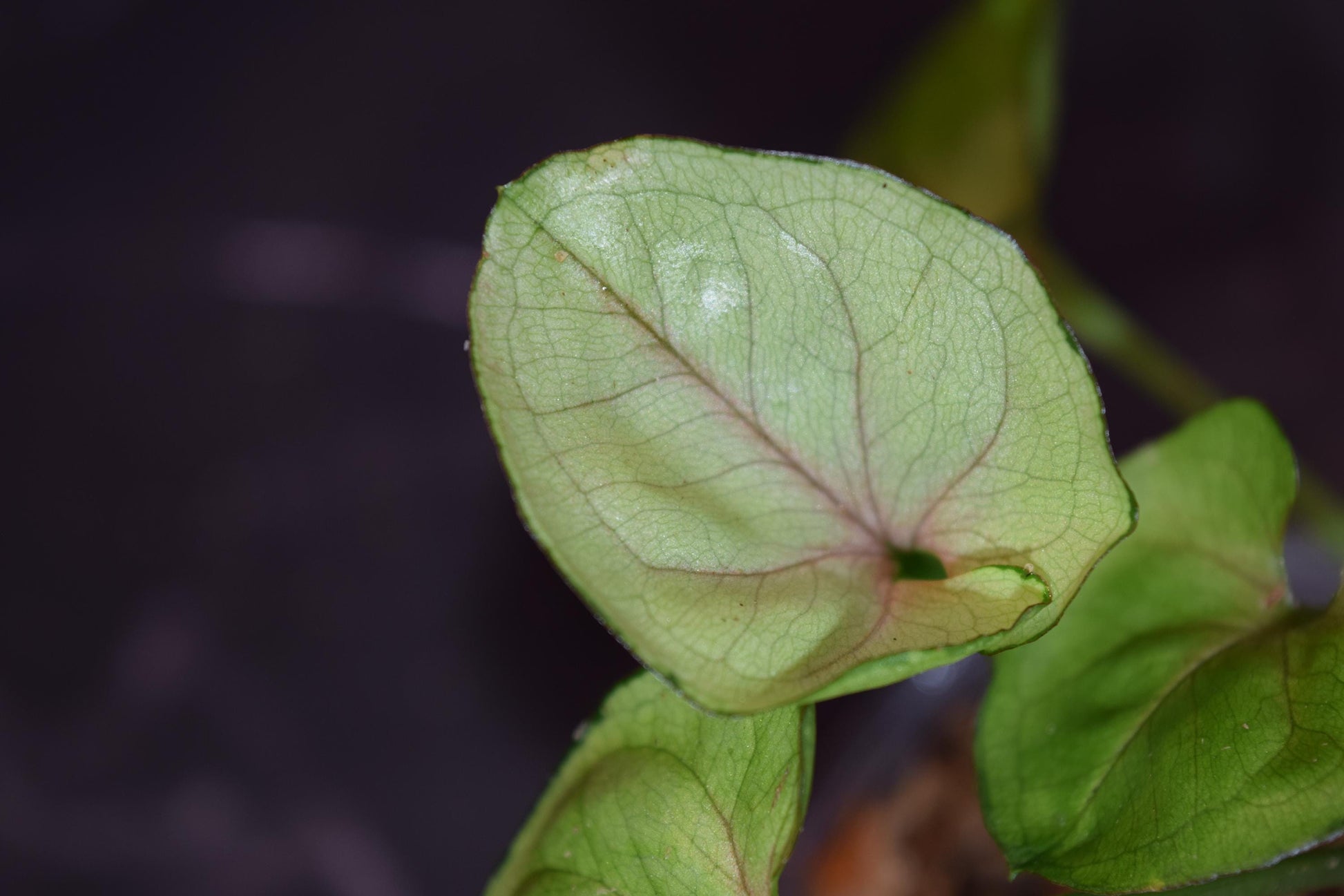 Syngonium blood allusion exact plant lightly rooted starter