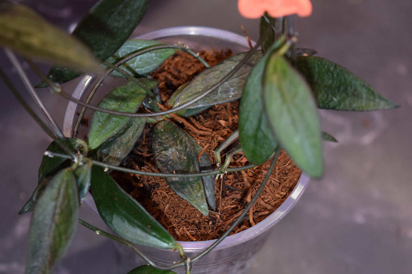 Hoya sunrise unrooted cutting