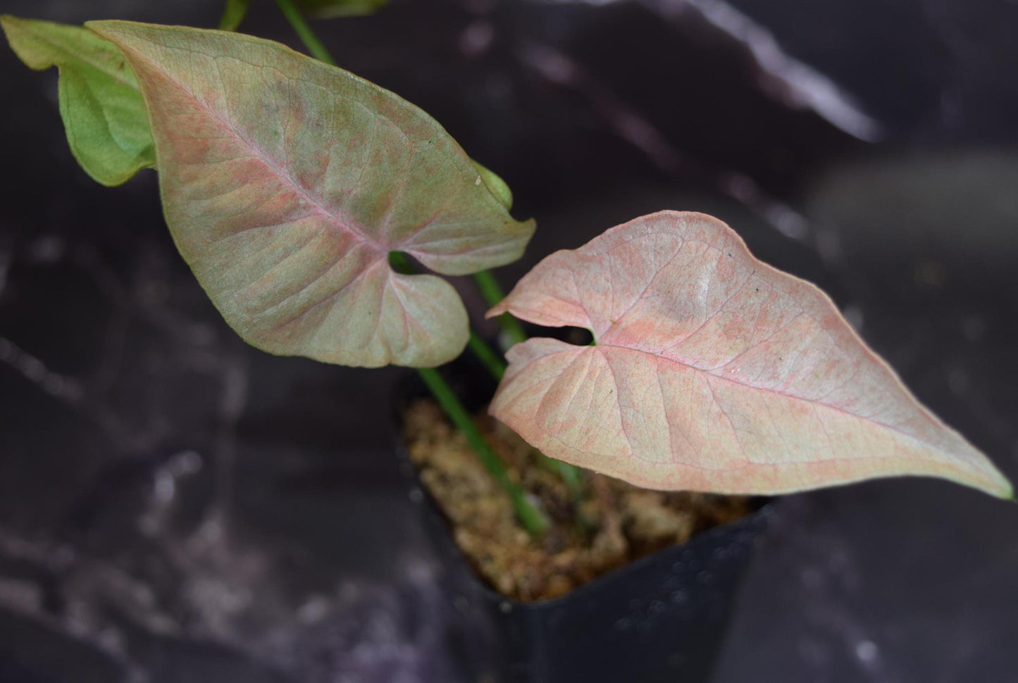 rare rainbow dwarf syngonium exact plant lightly rooted