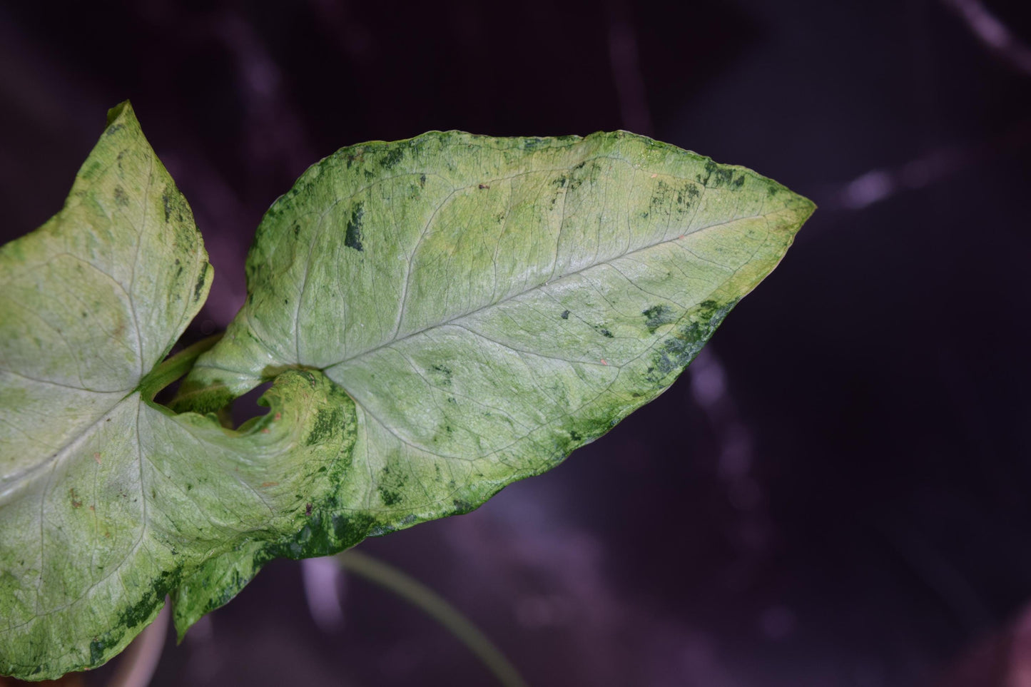 Three kings syngonium exact plant