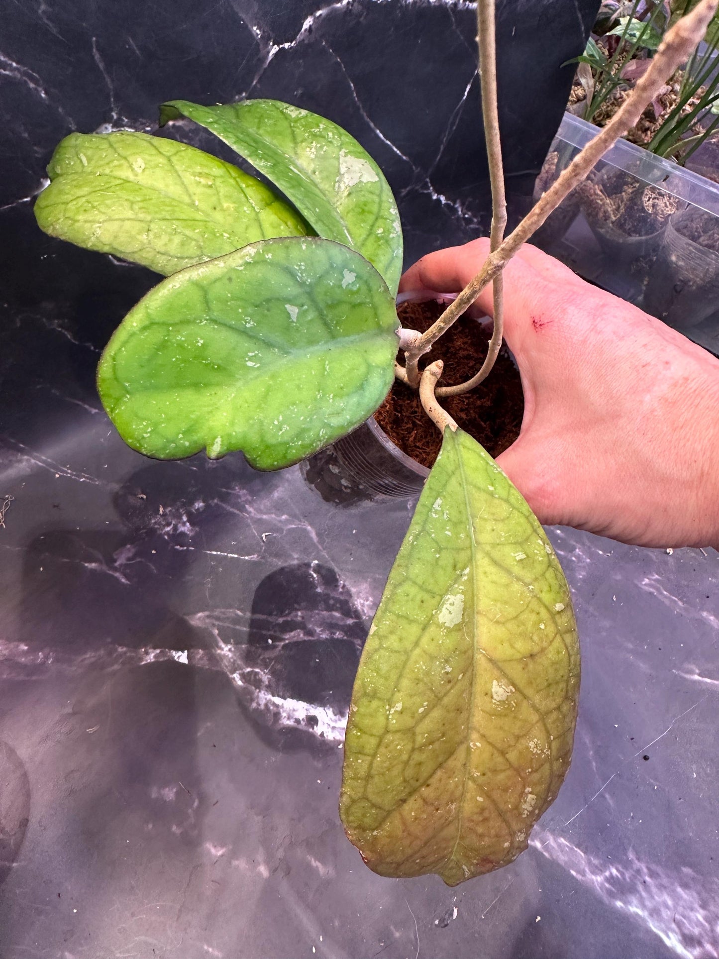 Hoya lattifolia Sarawak pink unrooted cutting