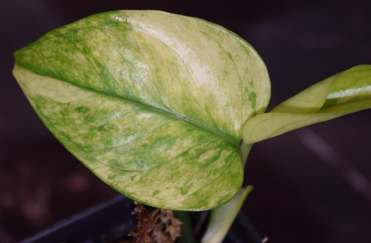 Epipremnum mint rare lightly rooted cutting