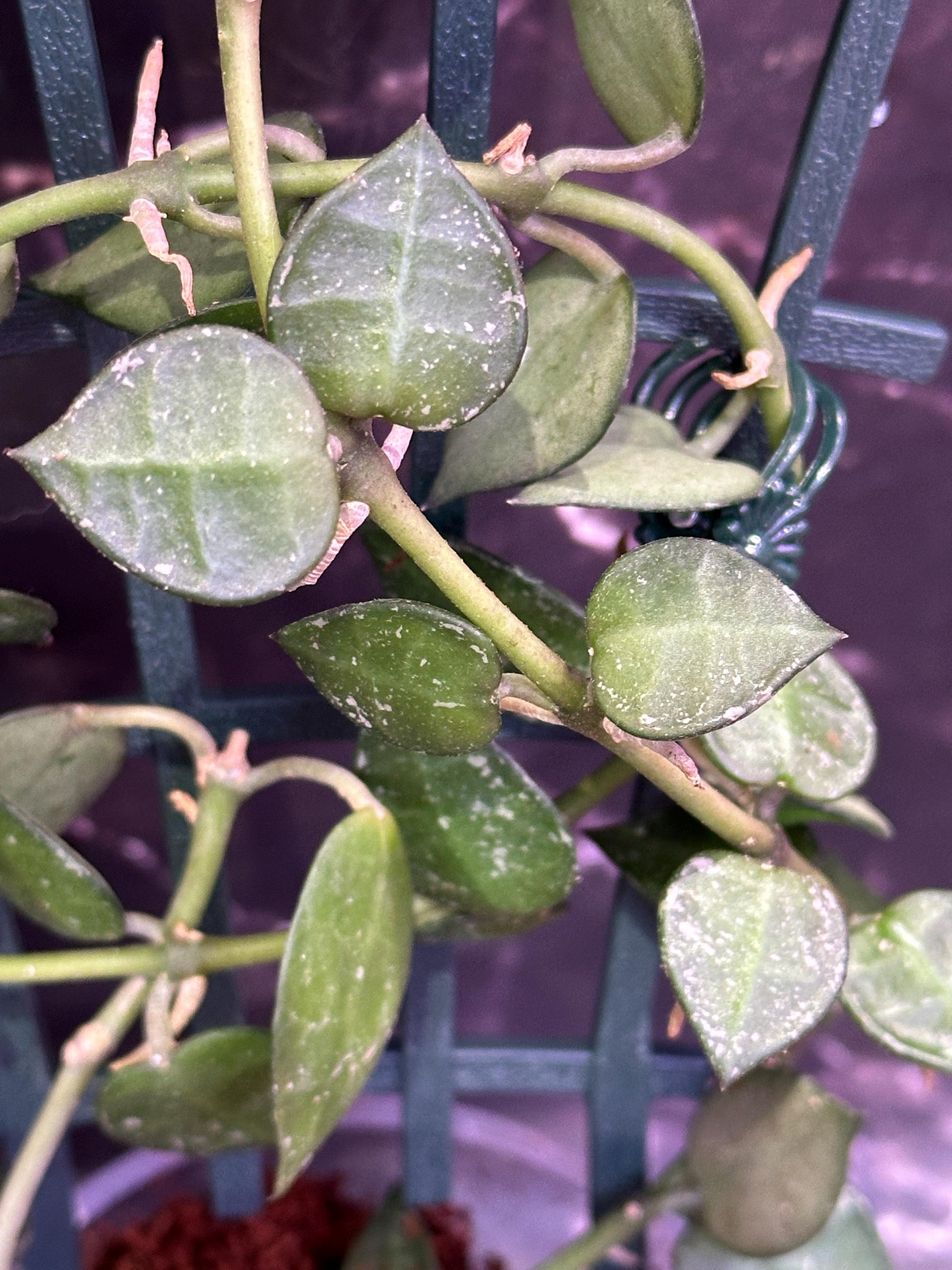 Hoya lima splash unrooted cutting