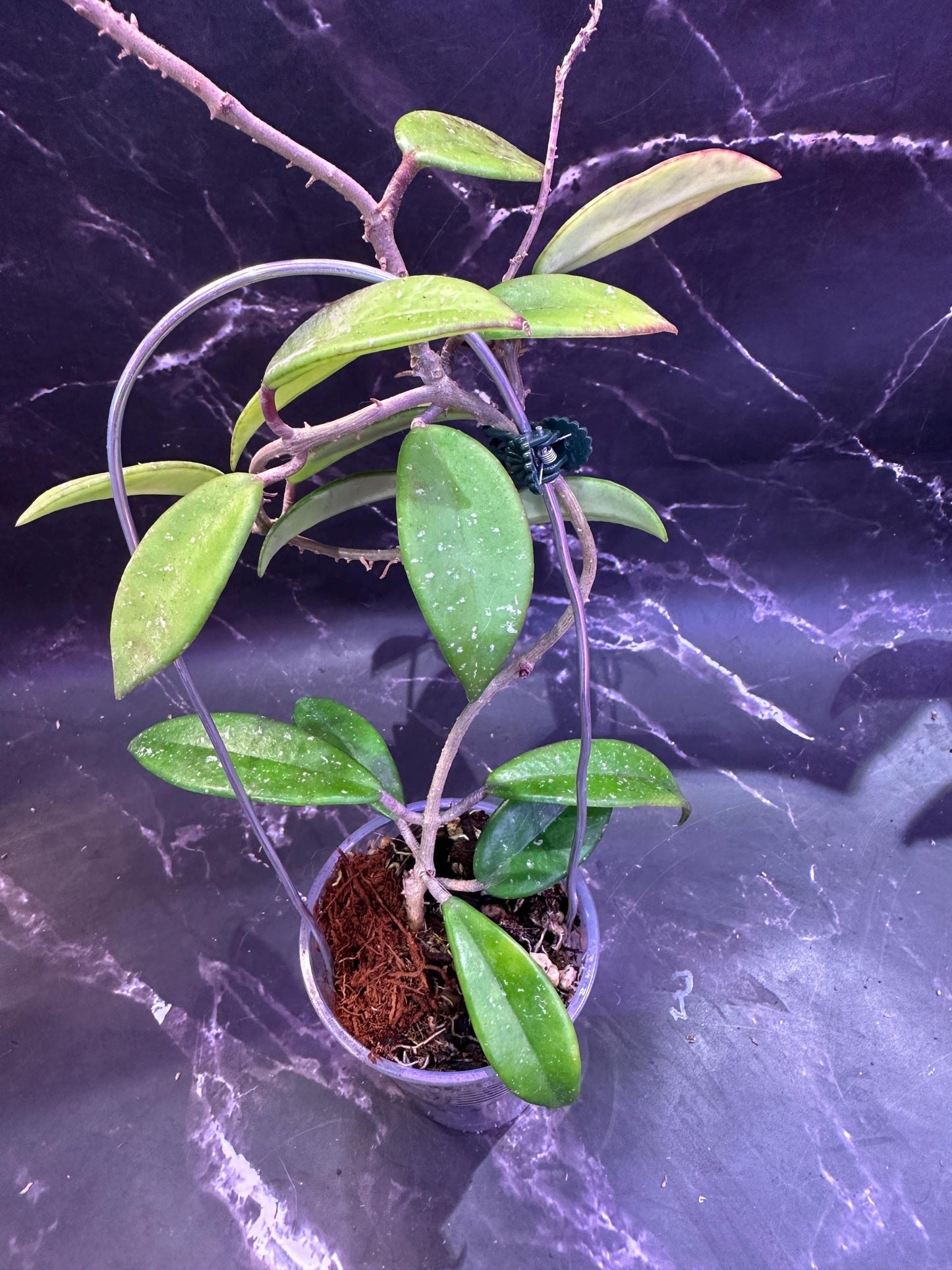 Hoya walliniana unrooted cutting