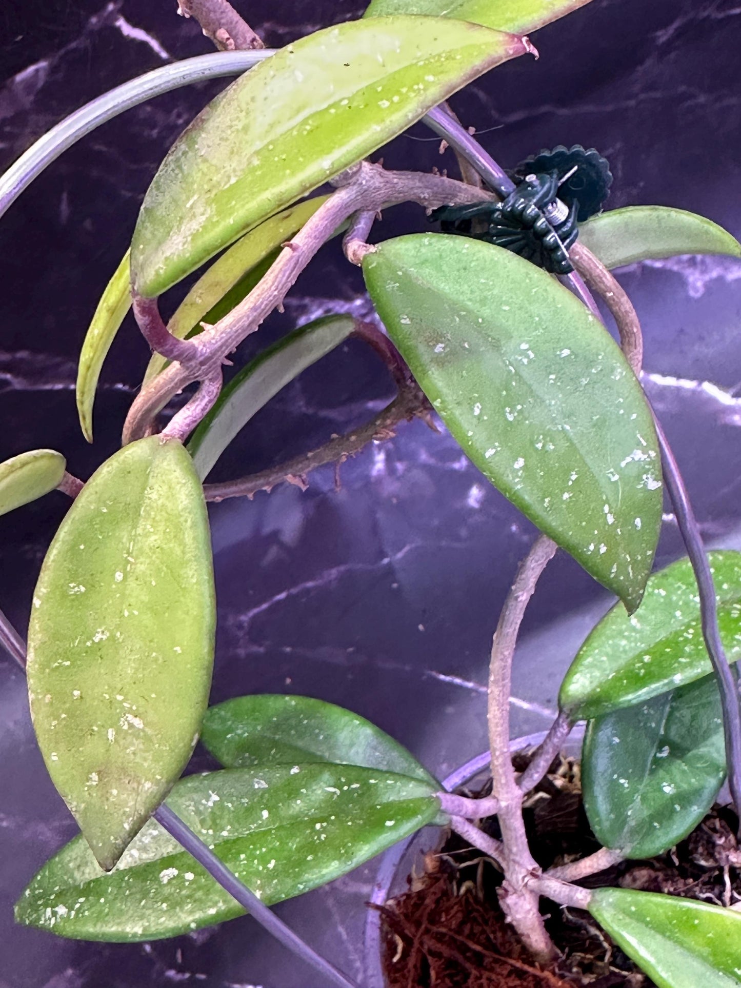 Hoya walliniana unrooted cutting