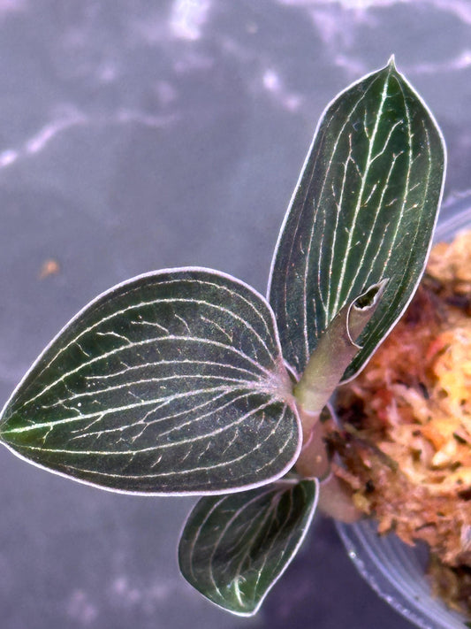 Anoectochilus lowii jewel orchid