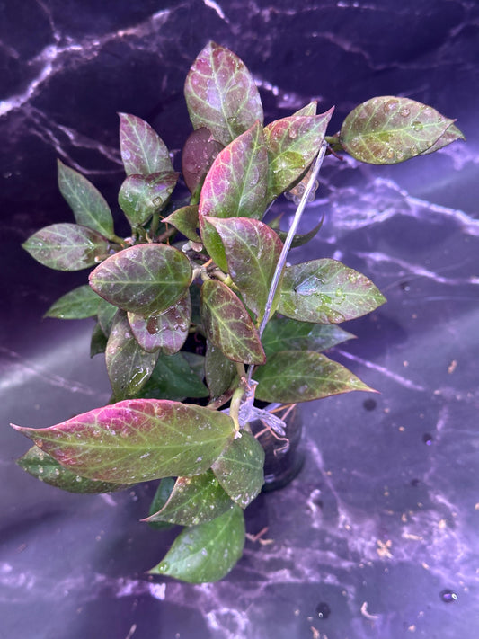 hoya chinghungensis unrooted cutting