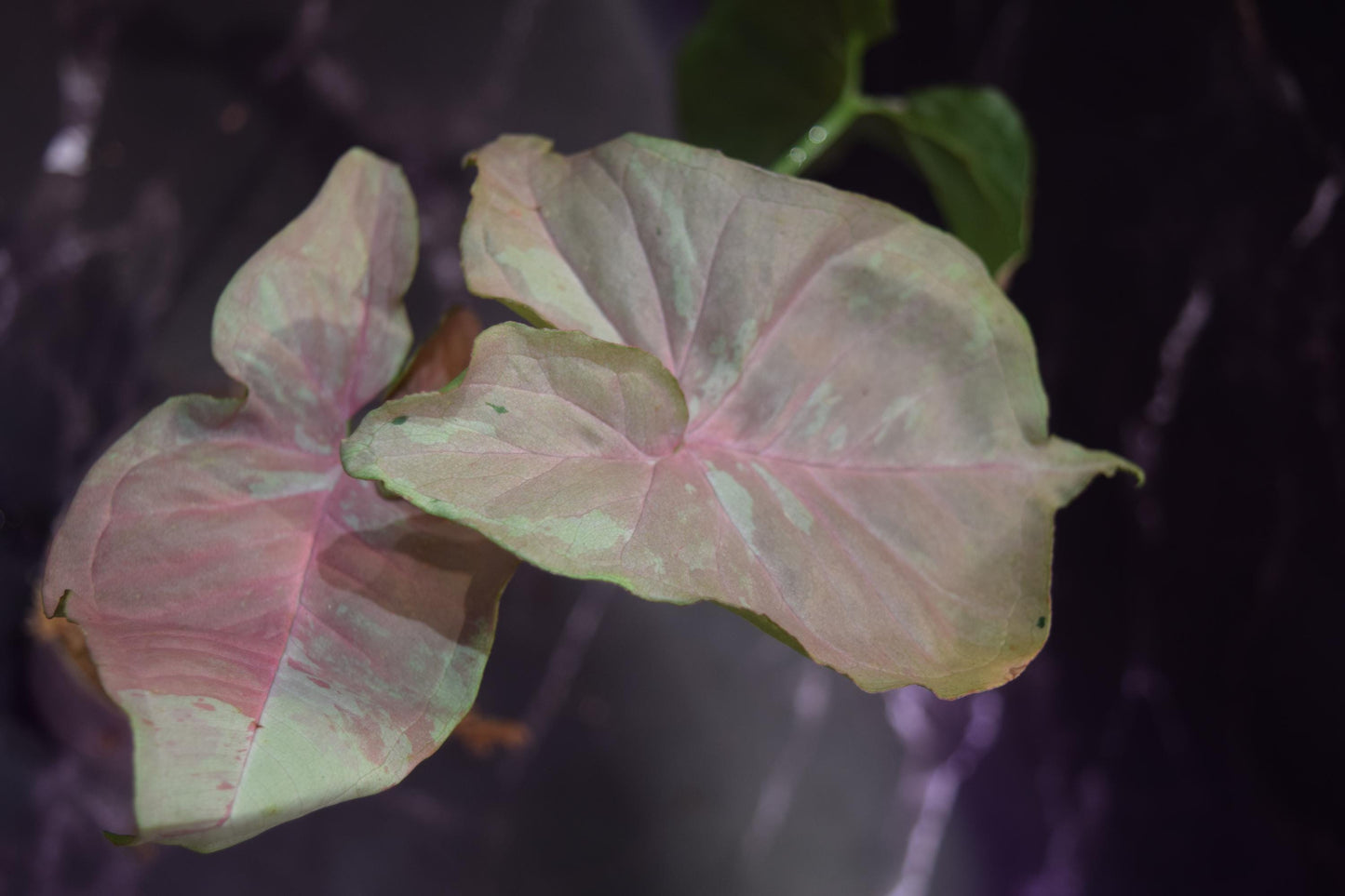 rare syngonium nebula exact plant