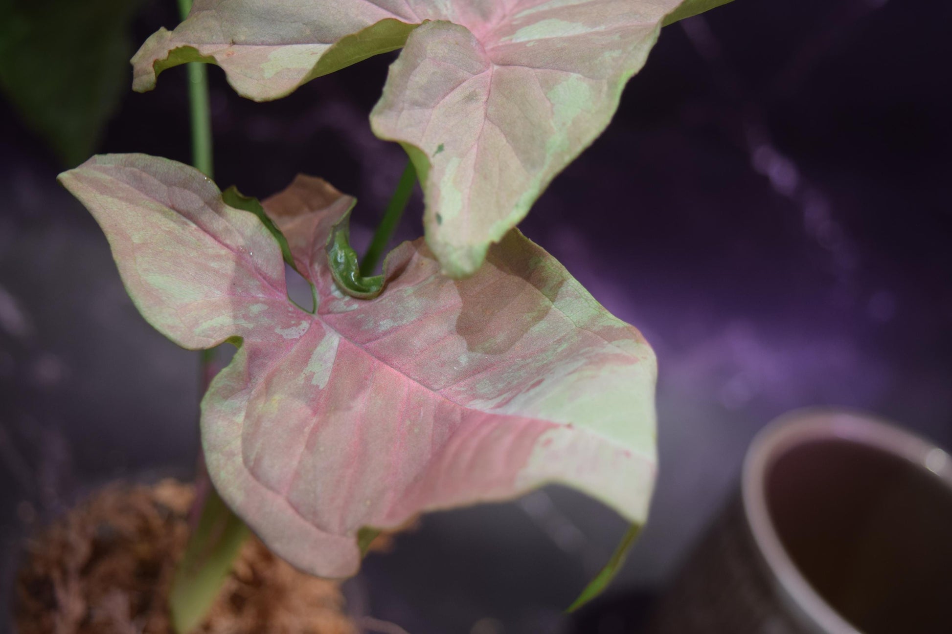 rare syngonium nebula exact plant