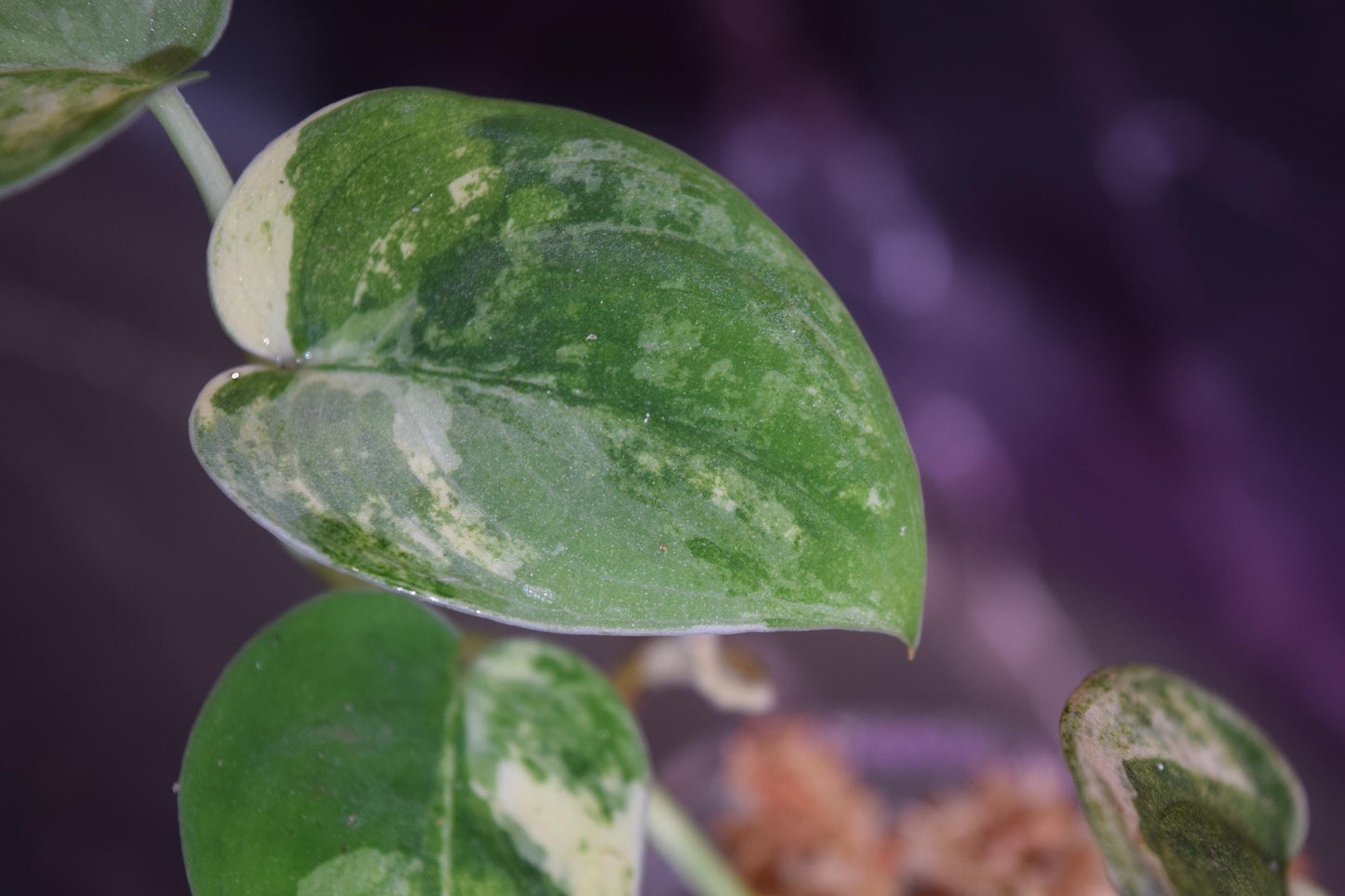 Variegated jade satin scindapsus exact plant