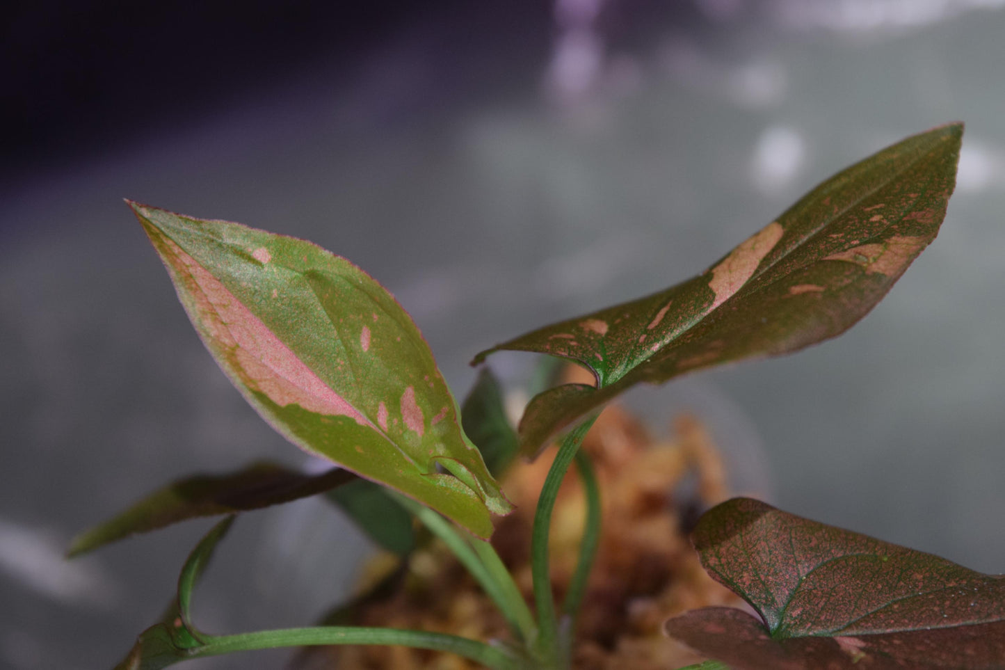 Thai pink splash syngonium exact plant starter size